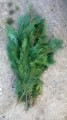 Cypress gr&oslash;n til jul