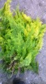 Cypress gul til jul