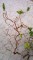 Troldhassel med kr�l 50-80 cm (1 gren)